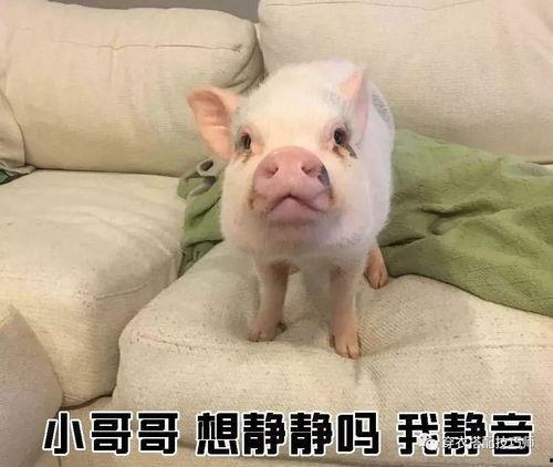 萌猪猪被大哥爆料视频,揭秘背后惊人真相 第2张 萌猪猪被大哥爆料视频,揭秘背后惊人真相 第2张